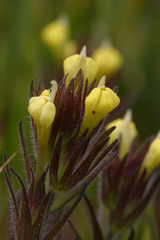 Hairy Indian paintbrush (Castilleja tenuis)
