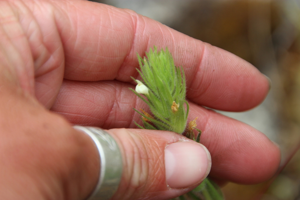 Hairy Indian paintbrush (Castilleja tenuis)