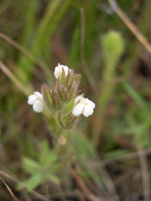 Hairy Indian paintbrush: Castilleja tenuis (syn: Orthocarpus hispidus) in southwest Idaho