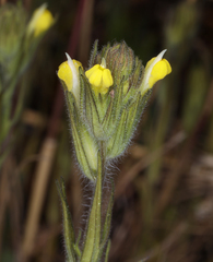 Hairy Indian paintbrush (Castilleja tenuis)