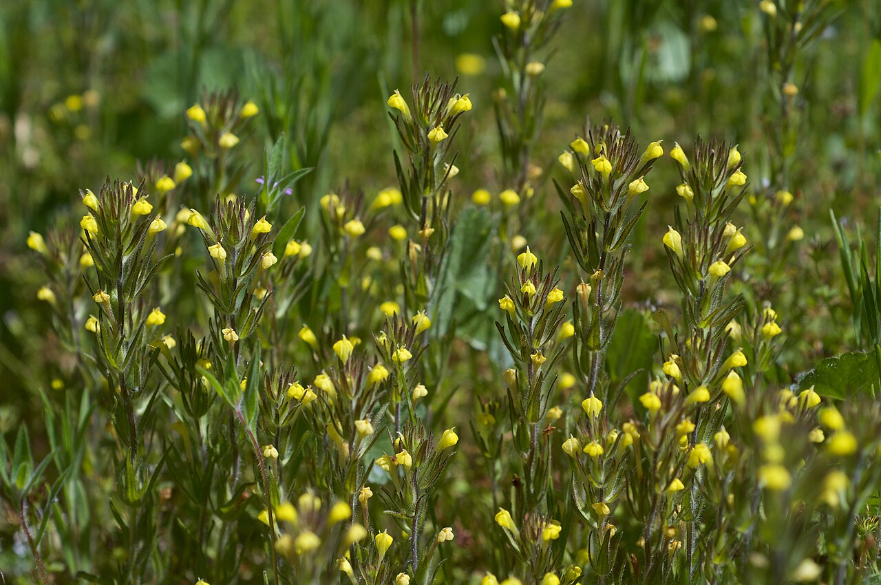 Hairy Indian paintbrush: Species from Western North America Common name: Hairy Owl's Clover Photographed near Leland Meadow, off CA 108, Tuolomne County, California