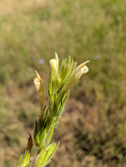 Hairy Indian paintbrush (Castilleja tenuis)