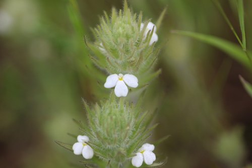 Hairy Indian paintbrush (Castilleja tenuis)