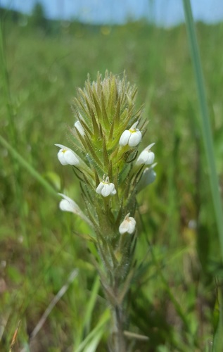 Hairy Indian paintbrush (Castilleja tenuis)