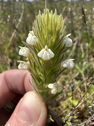 Hairy Indian paintbrush (Castilleja tenuis)
