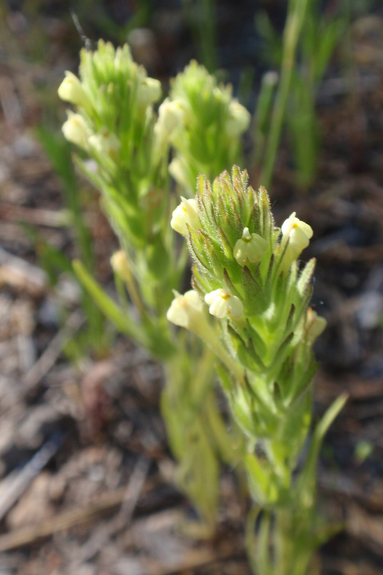Hairy Indian paintbrush: Hairy Indian paintbrush ( Castilleja tenuis ). Photo taken in the Tahoe National Forest of the Sierra Nevada , eastern California.