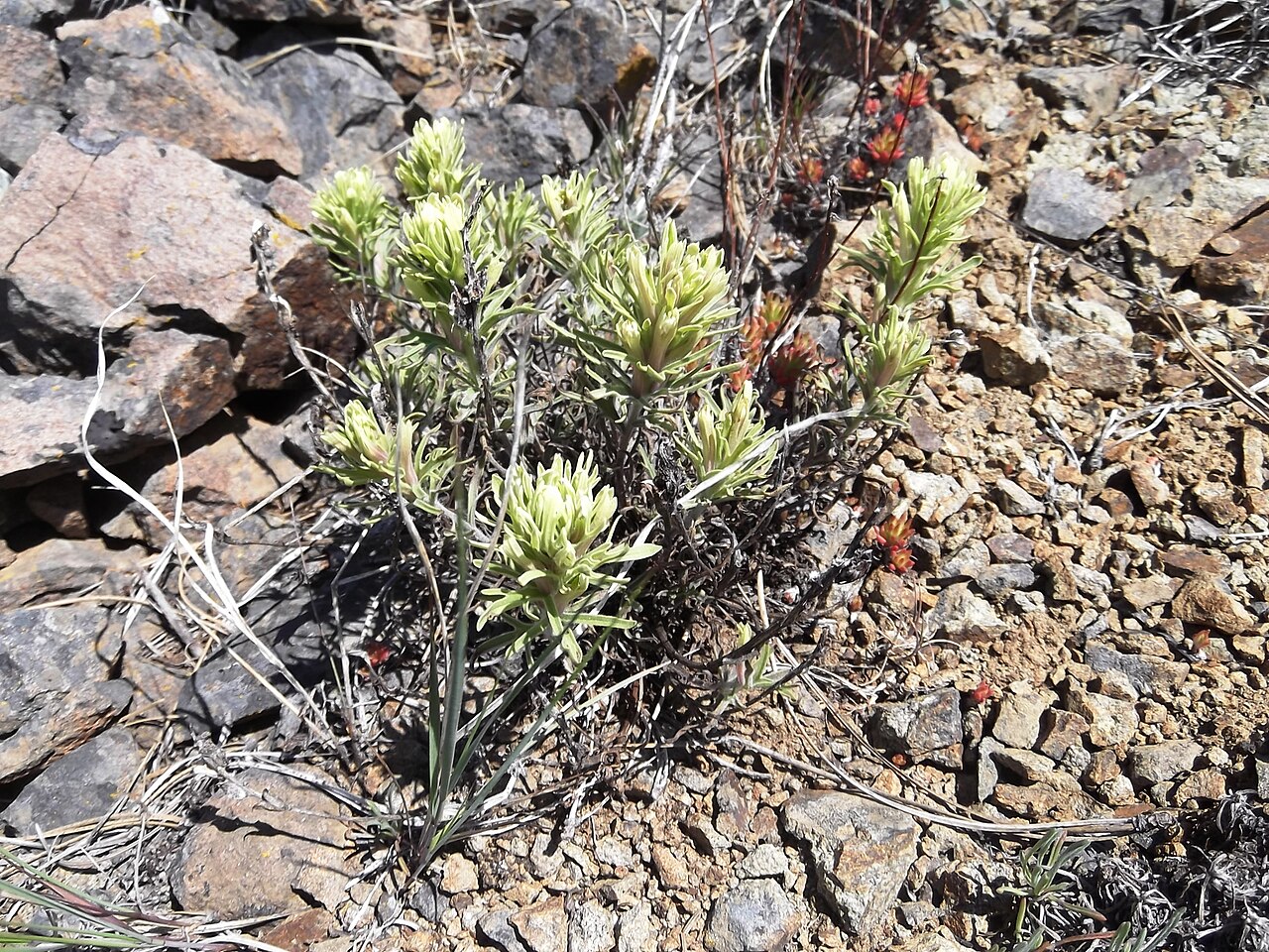 Thompson's Indian paintbrush: Reecer Canyon, north of Ellensburg, Kittitas County, Washington s 101