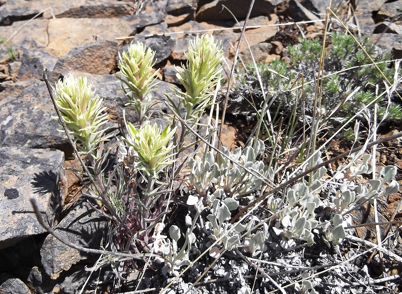 Thompson's Indian paintbrush: Reecer Canyon, north of Ellensburg, Kittitas County, Washington s 102