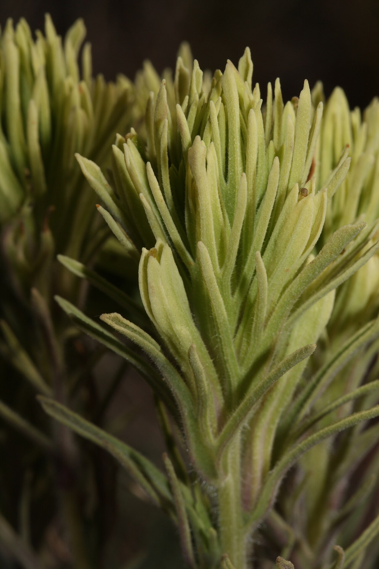 Thompson's Indian paintbrush: Thompson's Indian Paintbrush