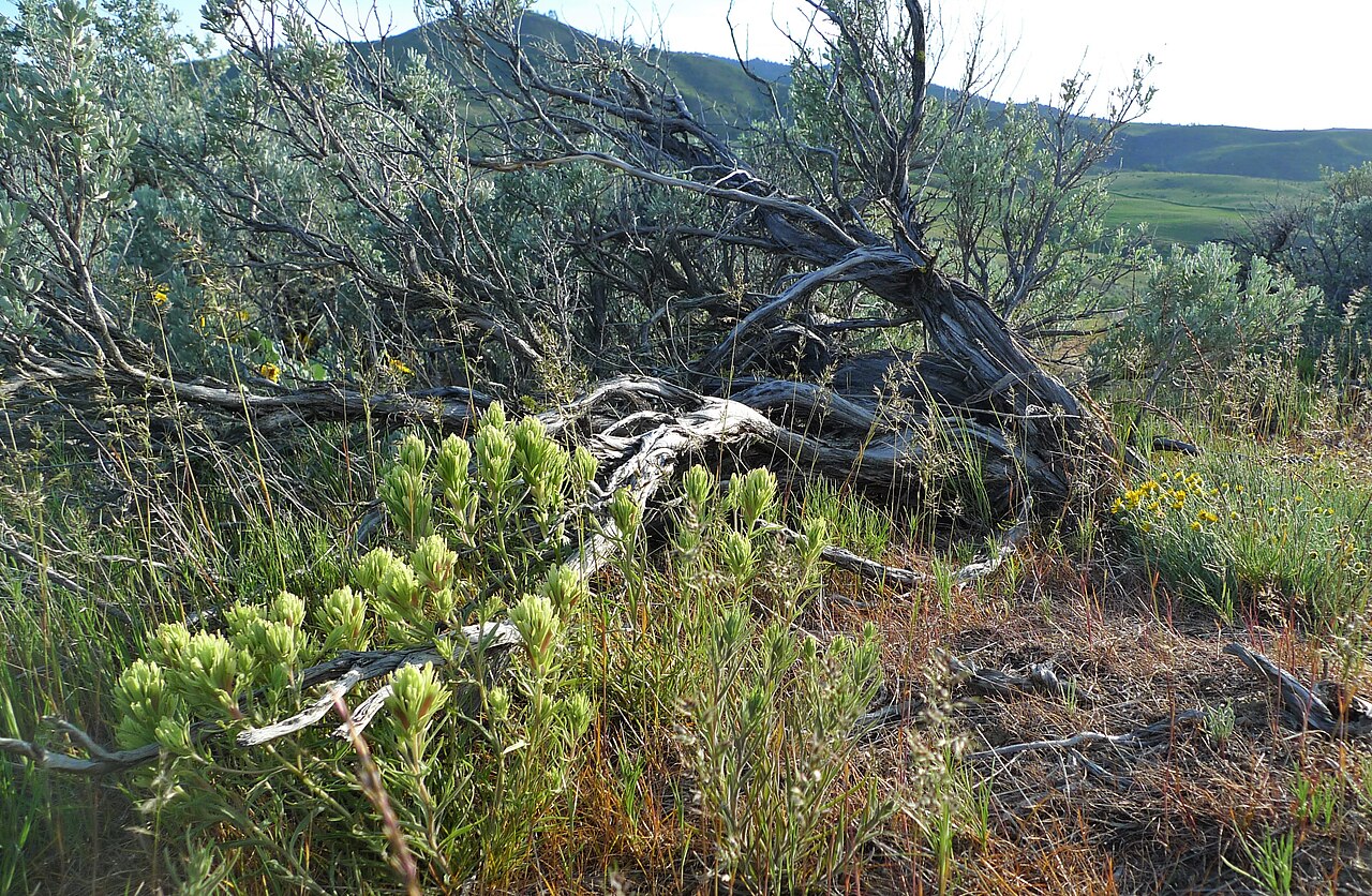 Thompson's Indian paintbrush: Castilleja thompsonii at Horselake Trailhead, Chelan County Washington