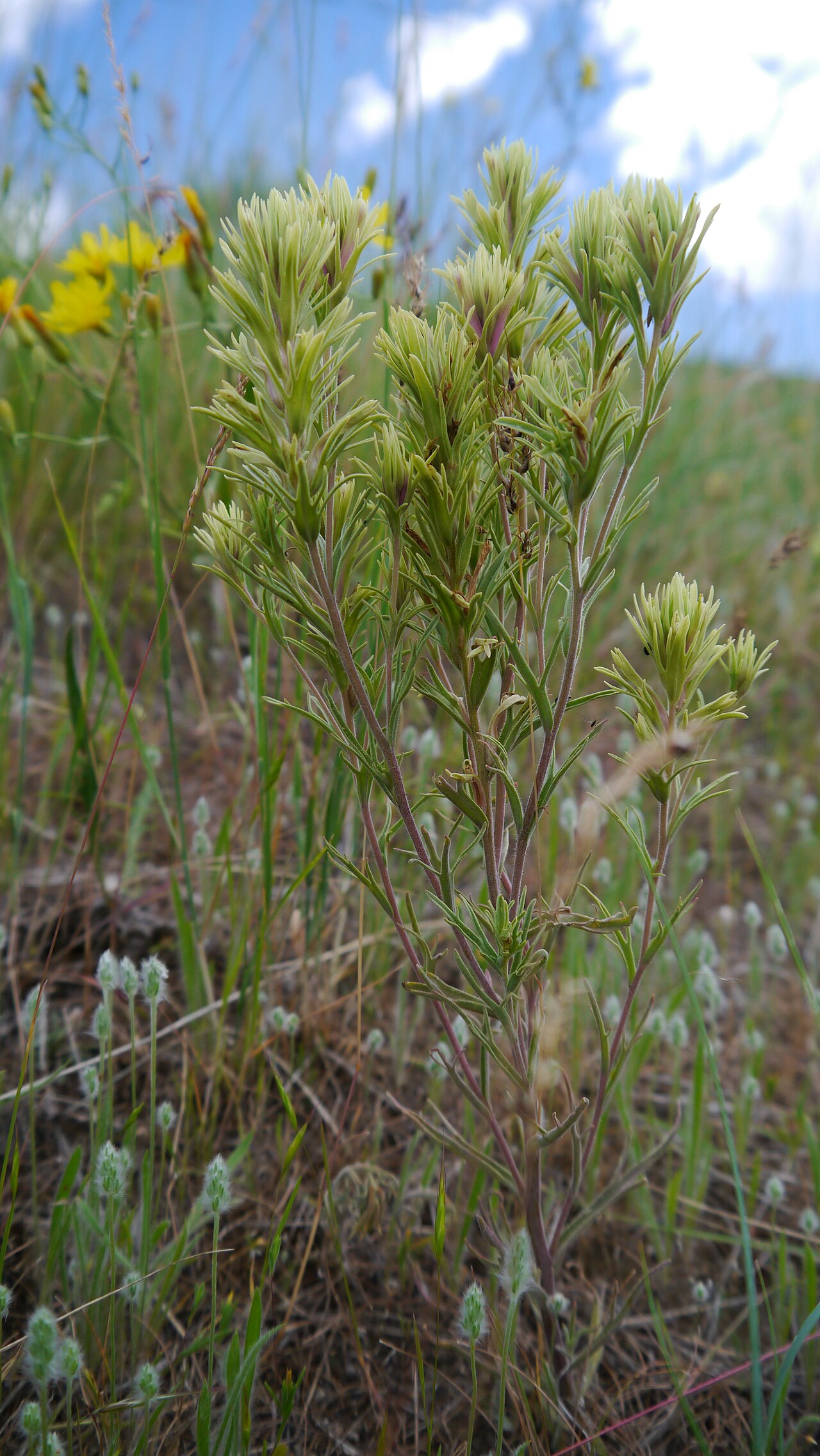 Thompson's Indian paintbrush: Castilleja thompsonii in the Wenatchee Foothills, Chelan County Washington