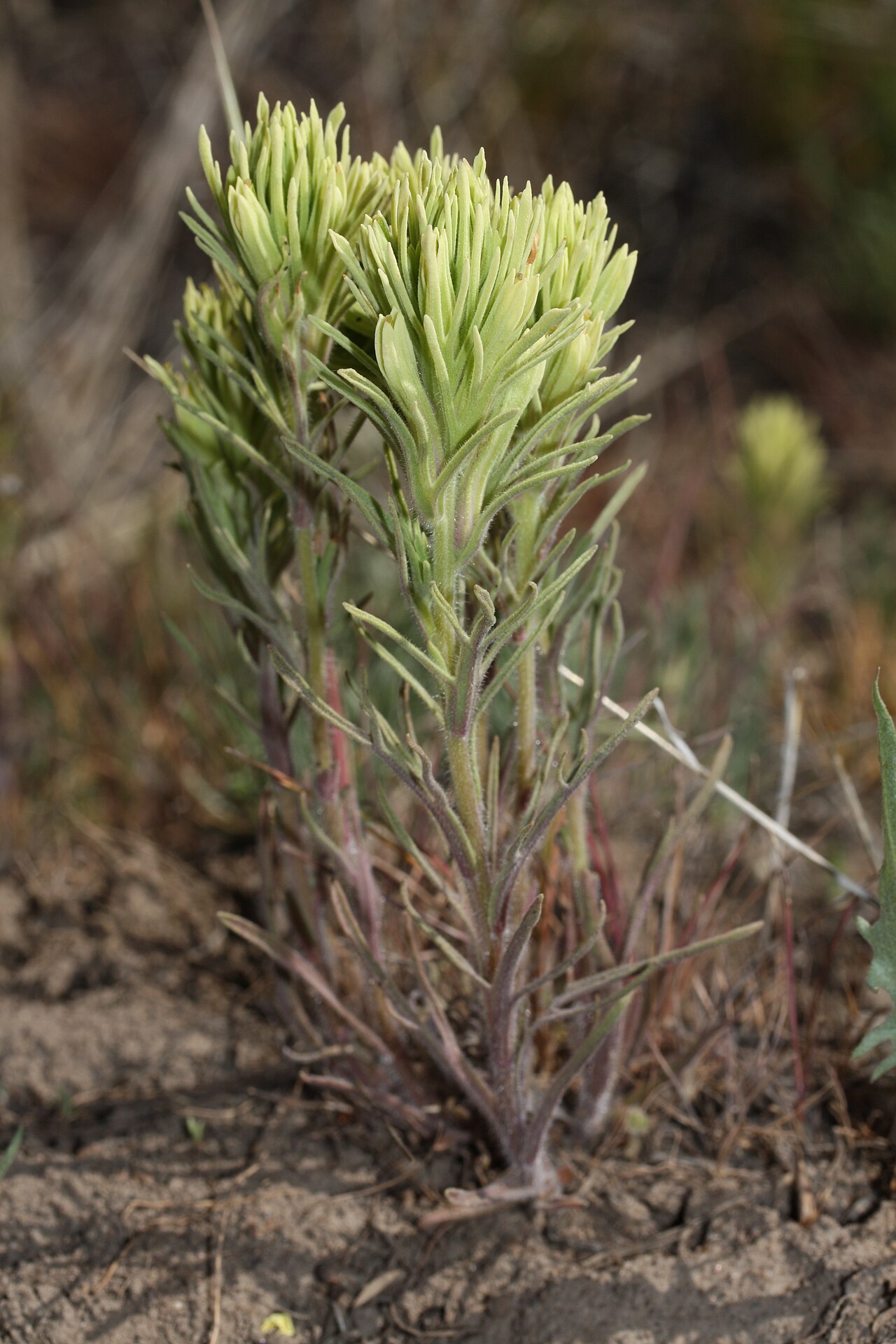 Thompson's Indian paintbrush: Thompson's Indian Paintbrush