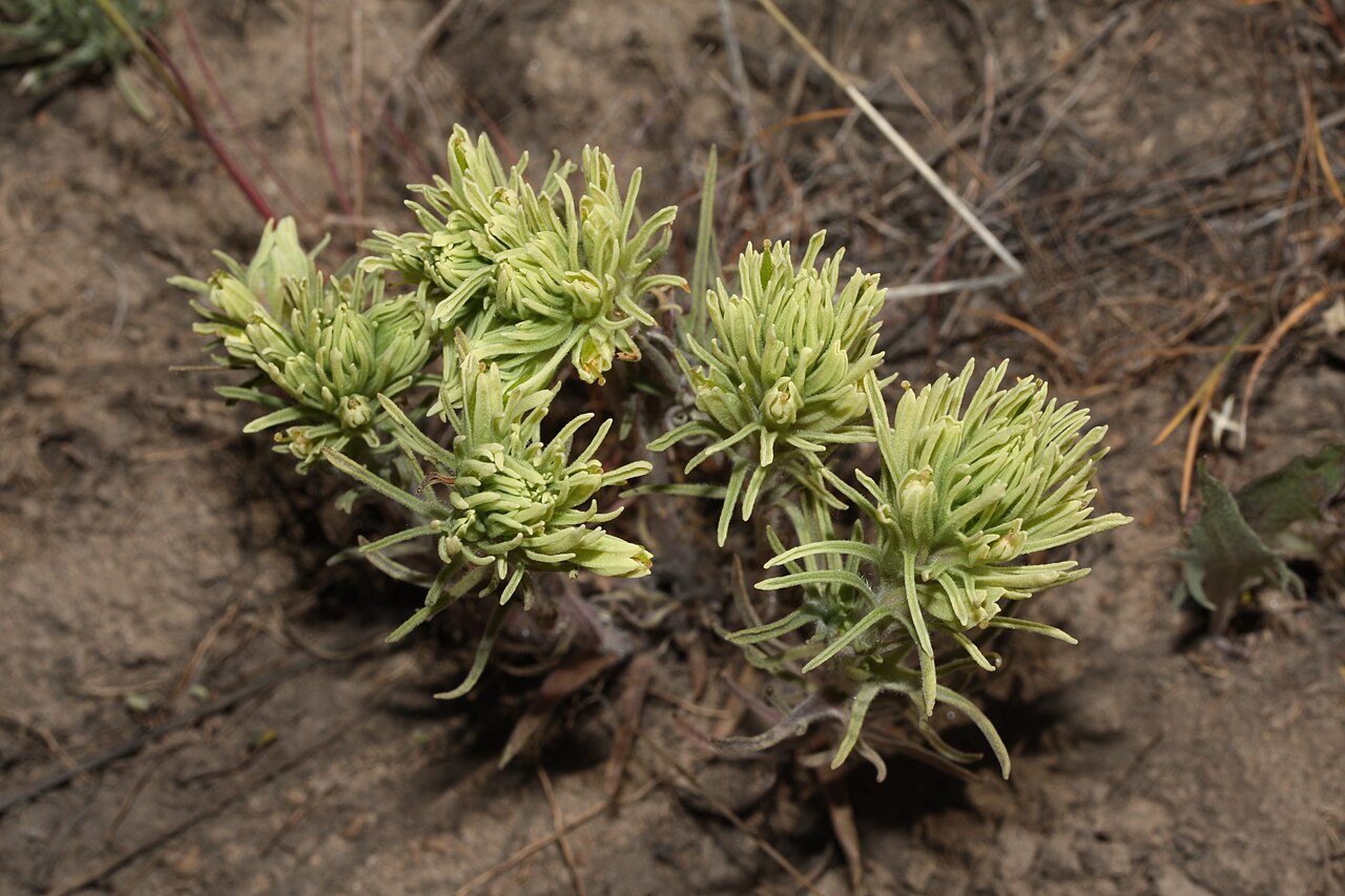 Thompson's Indian paintbrush: Thompson's Indian Paintbrush