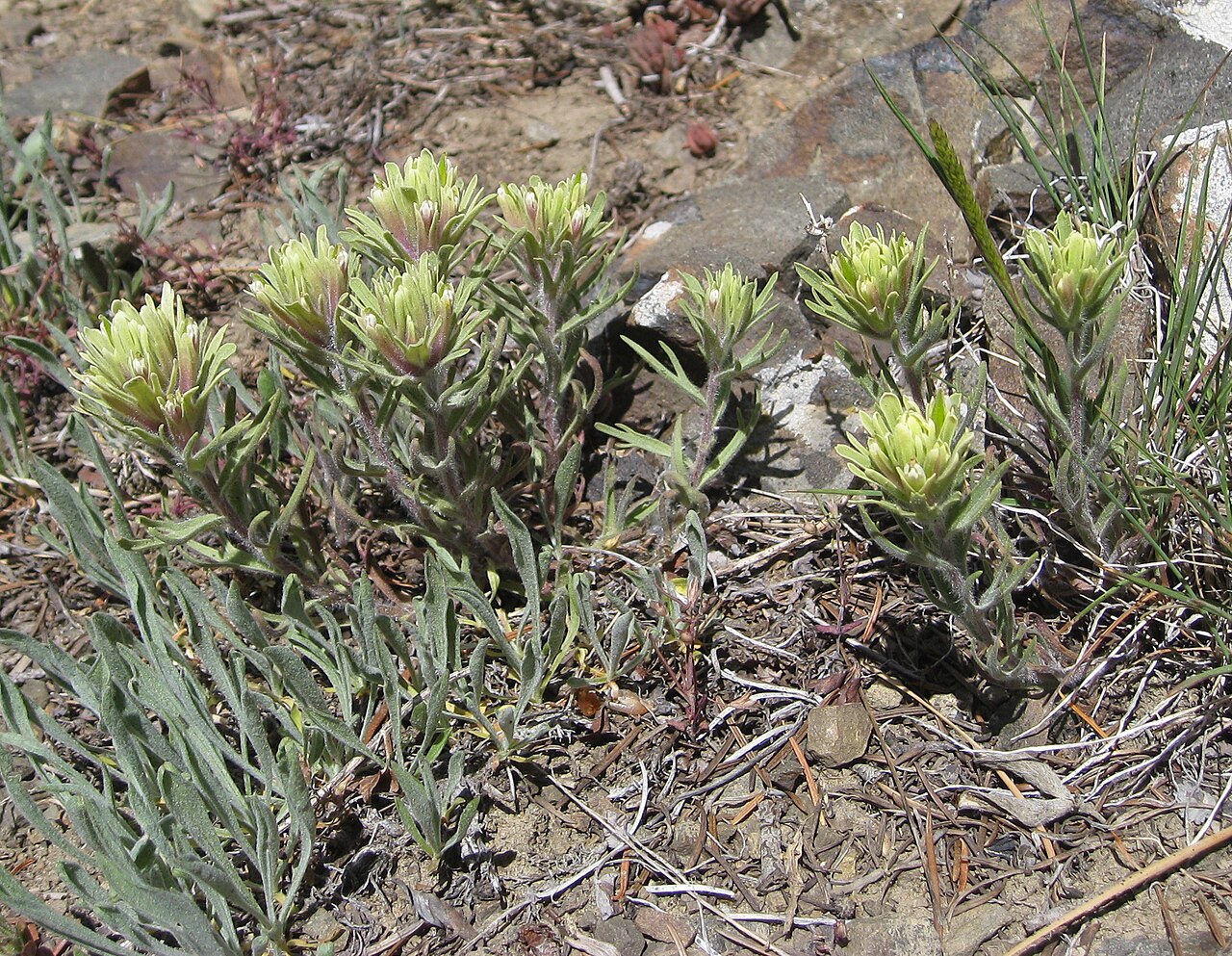 Thompson's Indian paintbrush: Castilleja thompsonii near Mount Lillian Trail 1601 Wenatchee National Forest Chelan County, Washington, USA Elevation about 1700 m (5600) feet Northwestern Cha