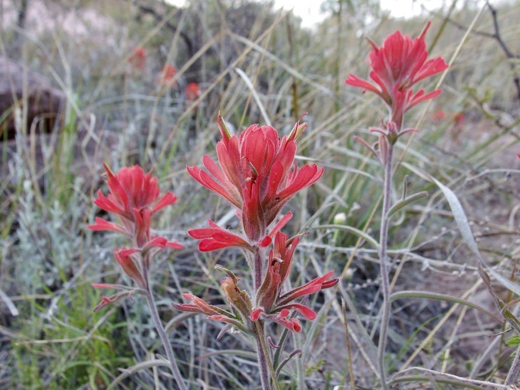 Hairy Indian paintbrush (Castilleja tomentosa)