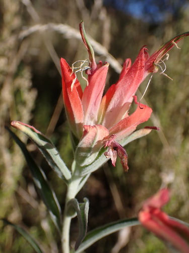 Hairy Indian paintbrush (Castilleja tomentosa)