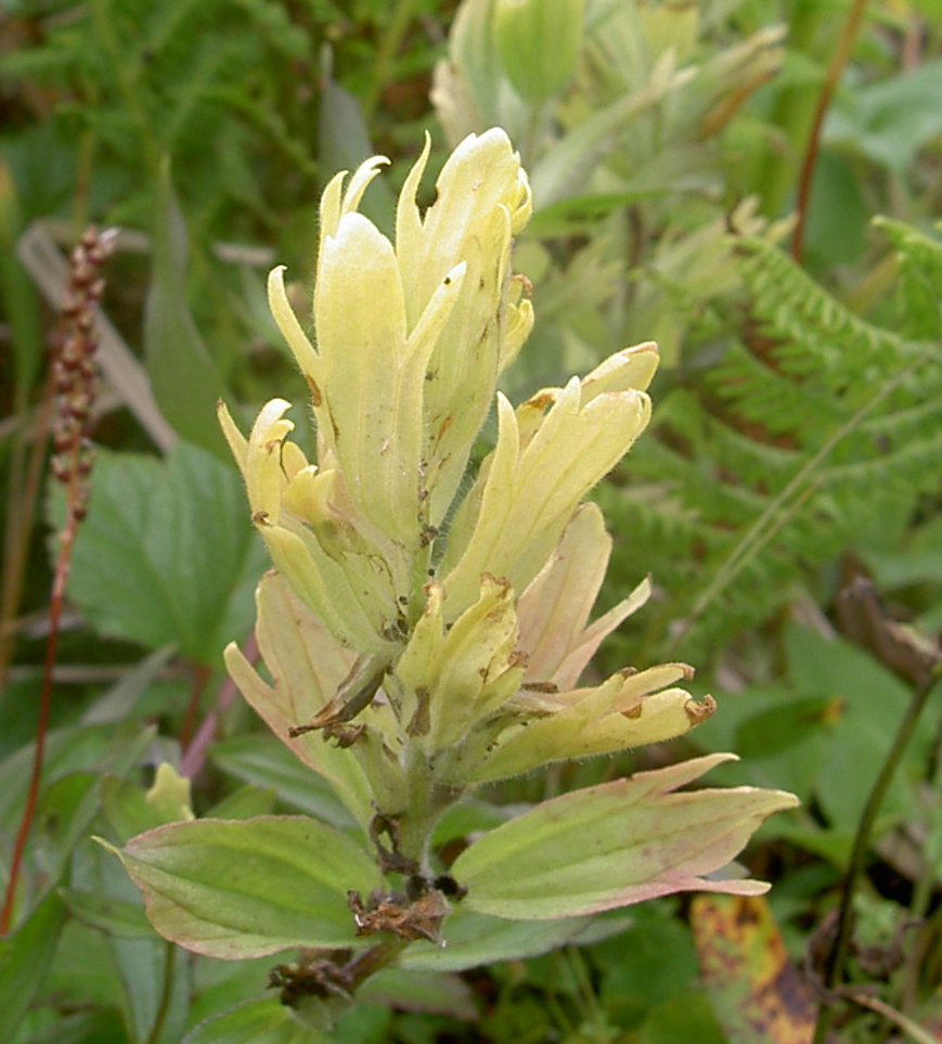 Alaska Indian paintbrush: Catilleja unalaschcensis, commonly known as Alaska Indian Paintbrush or Unalaska Paintbrush, photographed near the mouth of Fox Creek on the Inian Peninsula of