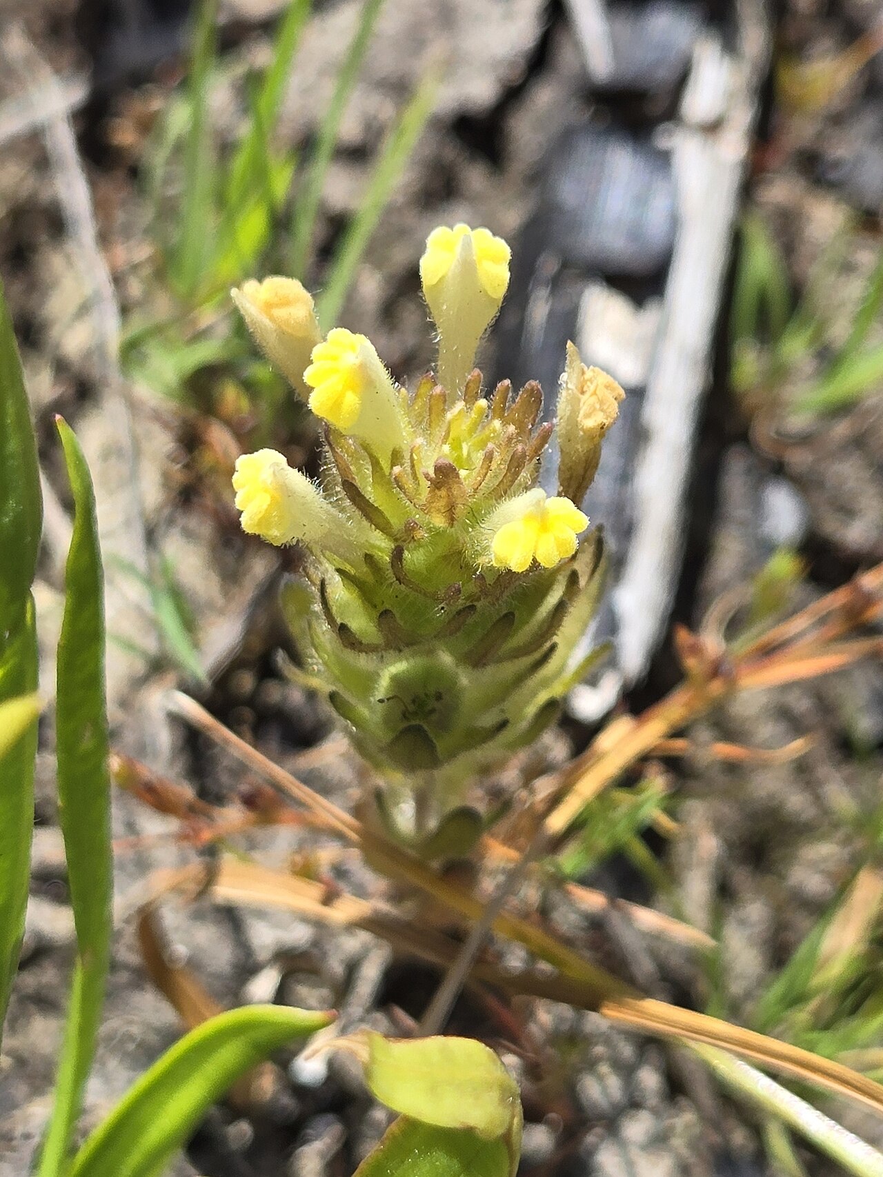 Victoria's paintbrush: Closeup of Castilleja victoriae (Victoria's Paintbrush) in flower