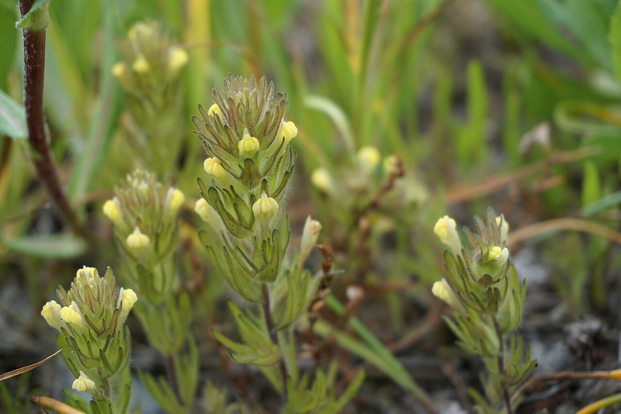 Victoria's paintbrush: Castilleja victoriae (Victoria's Paintbrush) in Victoria, British Columbia, Canada