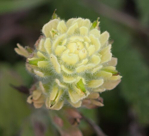Castilleja wightii: Wight's paintbrush -- Castilleja wightii -- Point Reyes National Seashore