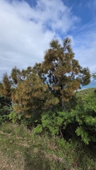 Casuarina collina (Casuarina collina)