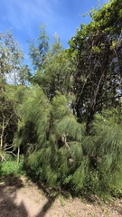 Casuarina collina (Casuarina collina)