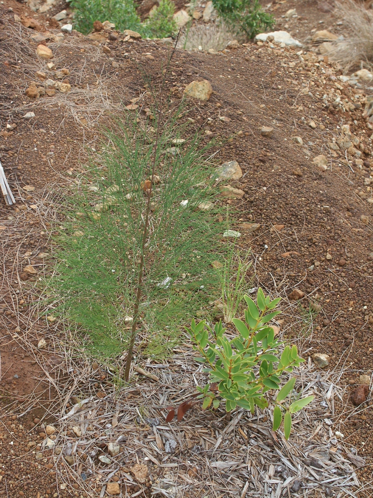 Casuarina collina: Jeune plant de Casuarina collina en régénération naturelle sur la mine de Rouvray. Un petit kaori pousse à côté - Commune de Montdore - Nouvelle-Calédonie - Pro