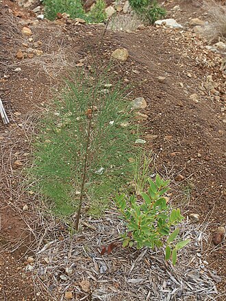 Casuarina collina: Jeune plant de Casuarina collina en régénération naturelle sur la mine de Rouvray. Un petit kaori pousse à côté - Commune de Montdore - Nouvelle-Calédonie - Pro