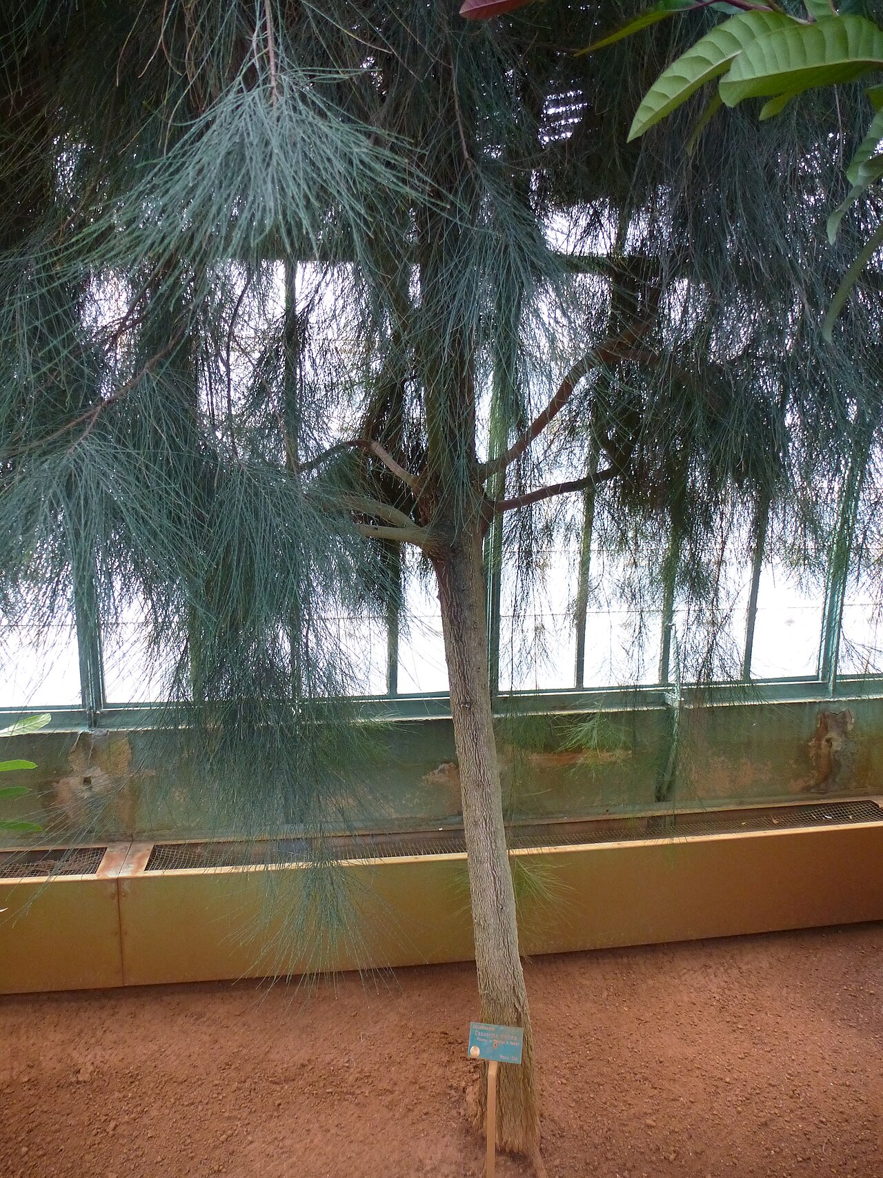 Casuarina collina: Casuarina collina - Serres d'Auteuil - Jardin botanique de la Ville de Paris - France