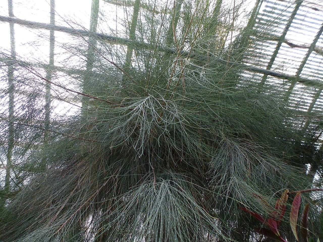 Casuarina collina: Casuarina collina - Serres d'Auteuil - Jardin botanique de la Ville de Paris - France