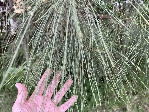 Casuarina collina (Casuarina collina)