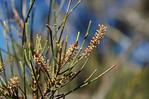 Belah: Male flowers of Casuarina cristata , in the Australian National Botanic Gardens