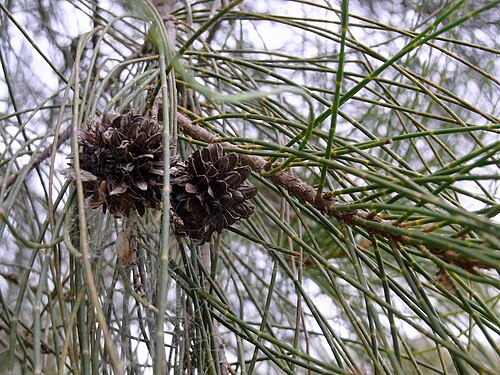 Belah: Casuarina cristata, labelled at the Botanic Gardens, Canberra. Australia