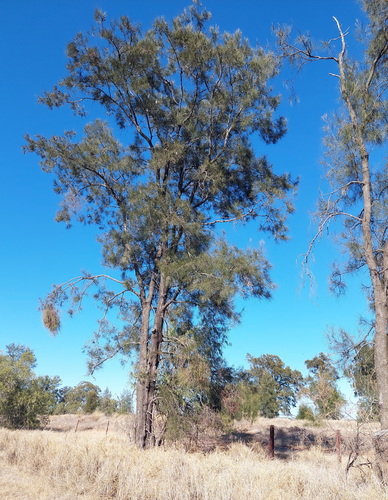 Belah (Casuarina cristata)
