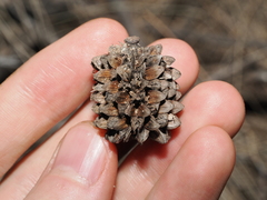 Belah (Casuarina cristata)