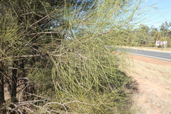 Belah (Casuarina cristata)