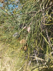Belah (Casuarina cristata)