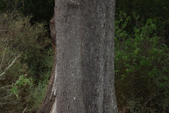 Belah (Casuarina cristata)