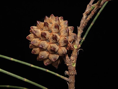 Belah: Fruit of Casuarina cristata in the Australian National Botanic Gardens