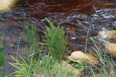 River sheoak (Casuarina cunninghamiana)