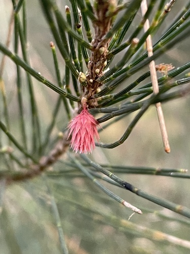 River sheoak (Casuarina cunninghamiana)
