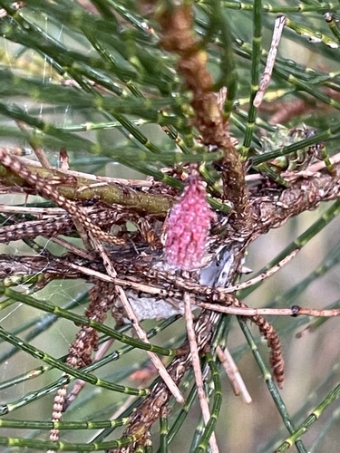 River sheoak (Casuarina cunninghamiana)