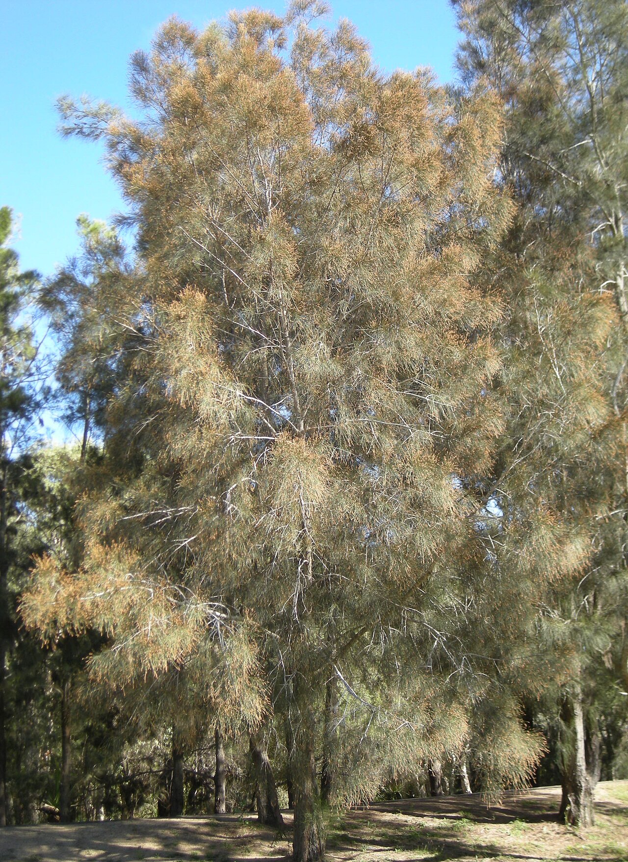 River sheoak: Casuarina cunninghamiana tree in flower. Mount Archer National Park, Rockhampton, Queensland.