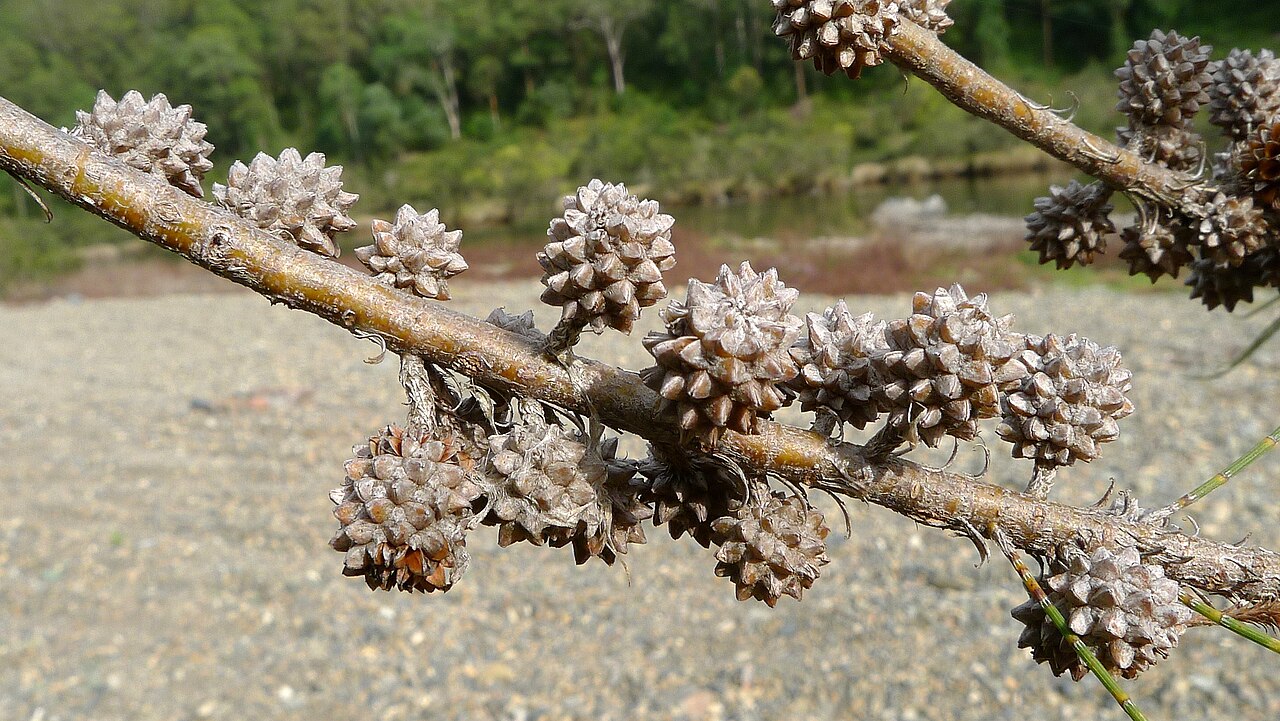 River sheoak: River She-oak, Casuarina cunninghamiana , cones are supposed to be covered in minute hairs, not that I can see. Nymboida National Park, NSW, Australia, August 2