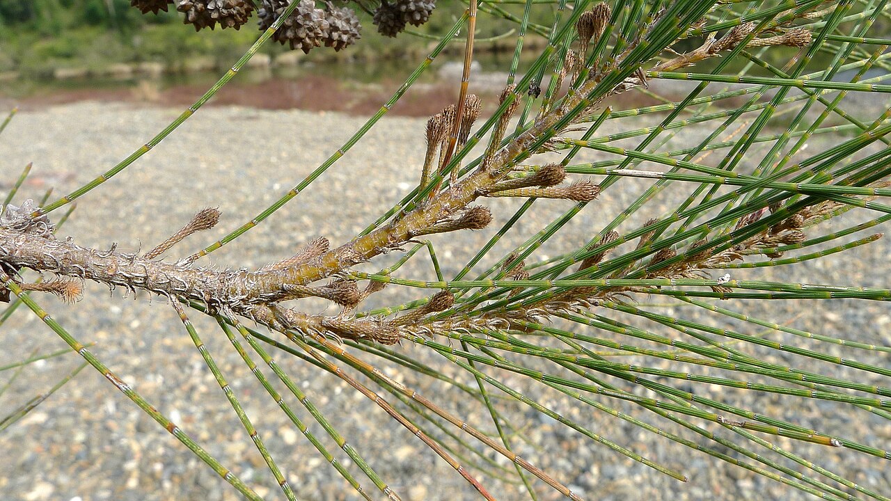 River sheoak: River She-oak, Casuarina cunninghamiana , after flowers. Nymboida National Park, NSW, Australia, August 2014.