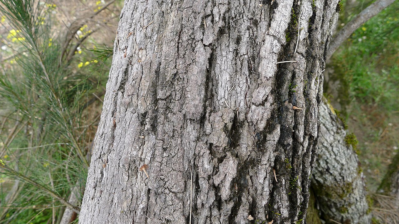 River sheoak: River She-oak, Casuarina cunninghamiana , dark grey fissured bark. Nymboida National Park, NSW, Australia, August 2014.
