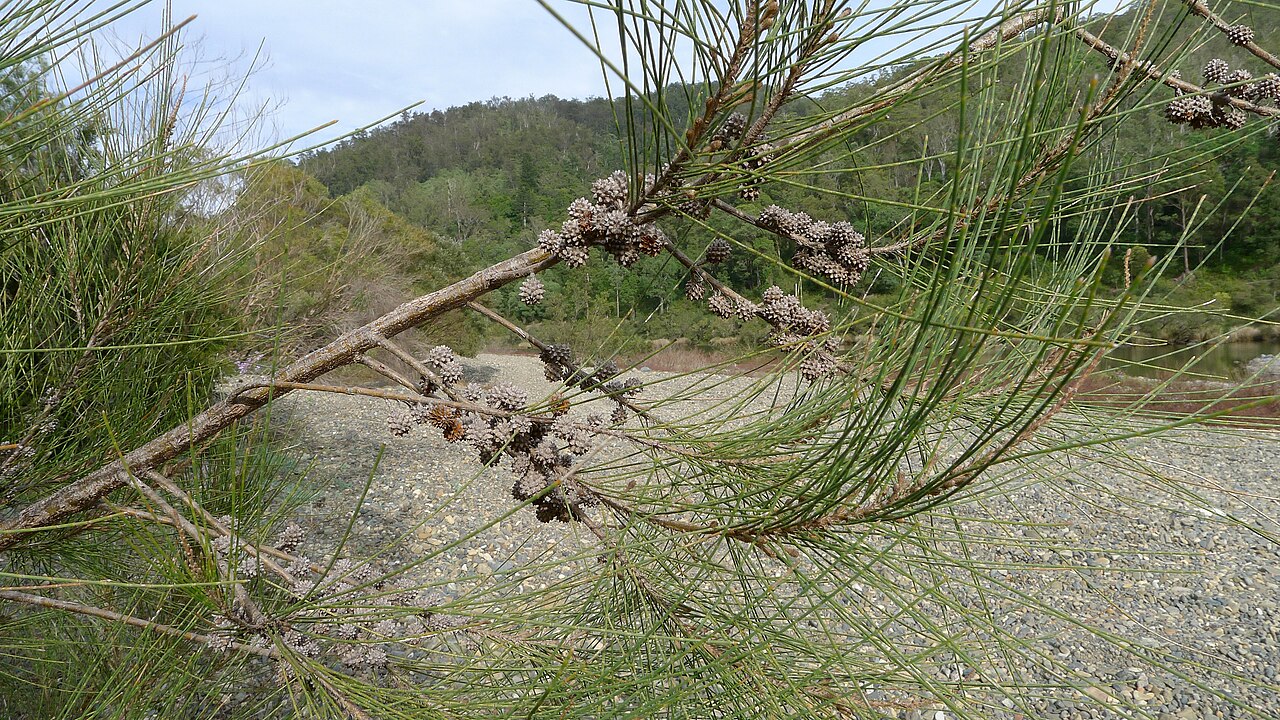River sheoak: River She-oak, Casuarina cunninghamiana , branch. Nymboida National Park, NSW, Australia, August 2014.