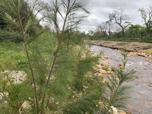 River sheoak (Casuarina cunninghamiana)