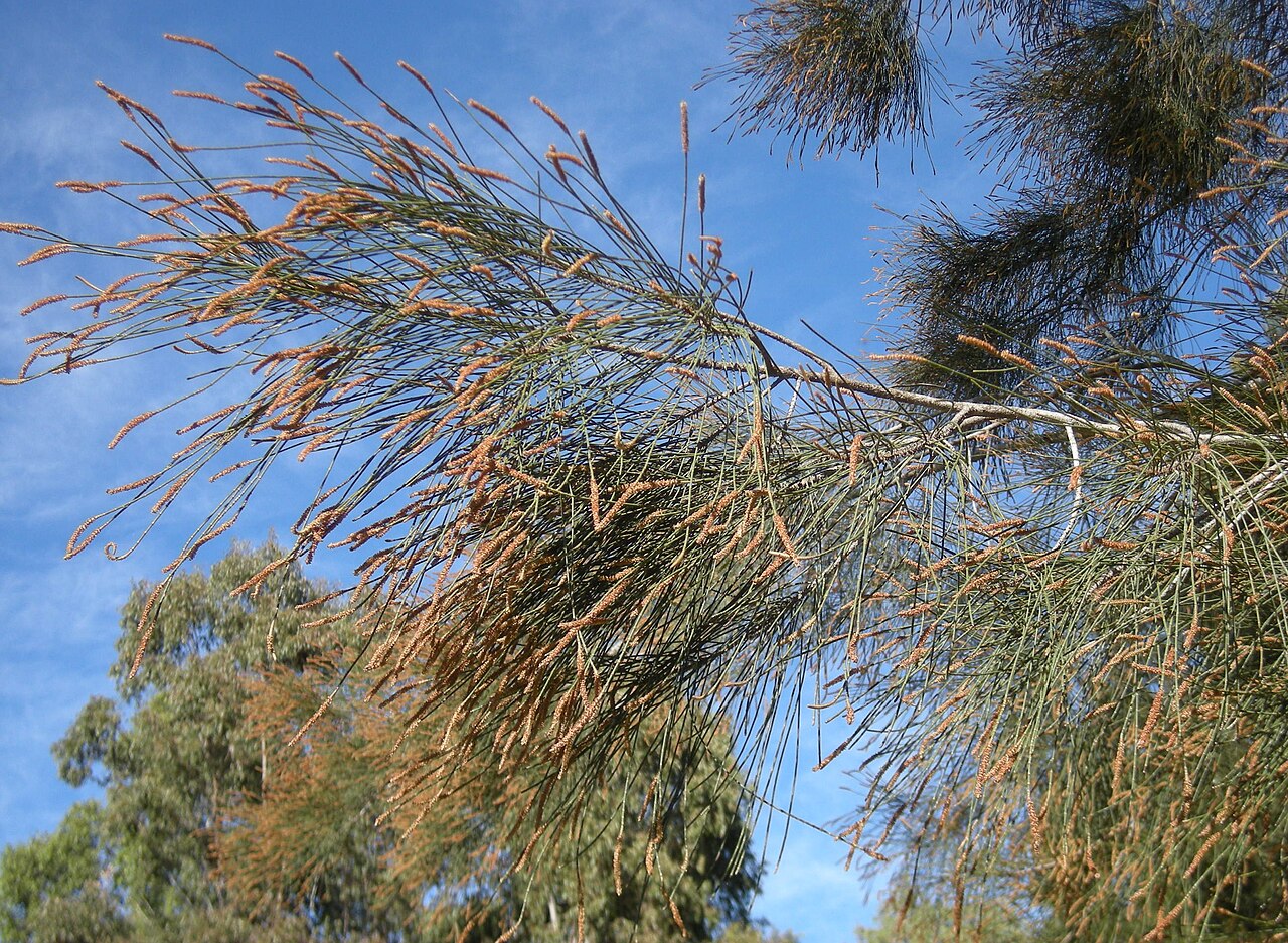 River sheoak: Casuarina cunninghamiana terminal male flowers. Mount Archer National Park, Rockhampton, Queensland.