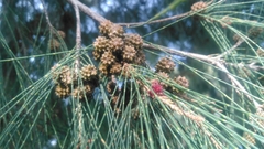 River sheoak (Casuarina cunninghamiana)